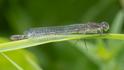 Coenagrion lunulatum female.jpg